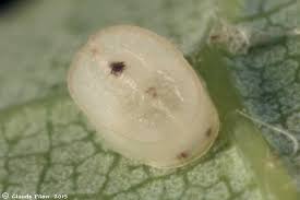 Attēlu rezultāti vaicājumam “Aleurochiton aceris”