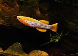 Image result for Aphyosemion