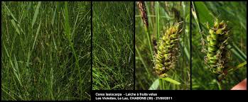 Attēlu rezultāti vaicājumam “Carex lasiocarpa fruit”