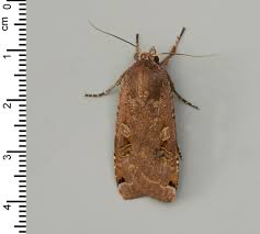 Attēlu rezultāti vaicājumam “Udea fulvalis”