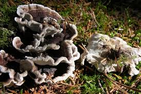 Attēlu rezultāti vaicājumam “Phellodon melaleucus”