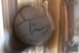 Image result for selvatici tehron