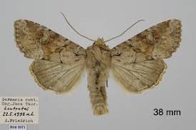 Attēlu rezultāti vaicājumam “Apamea sordens”