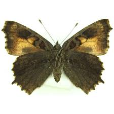 Attēlu rezultāti vaicājumam “Aglais urticae underside”