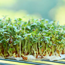 Image result for Gartenkresse