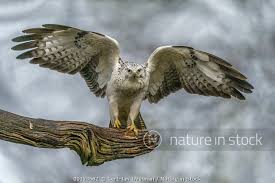 Attēlu rezultāti vaicājumam “Buteo buteo adult”