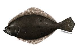 Image result for Paralichthys albigutta