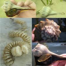 Image result for Sinistrofulgur perversum