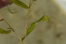 Attēlu rezultāti vaicājumam “Potamogeton gramineus”