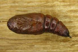 Attēlu rezultāti vaicājumam “Brachionycha nubeculosa”