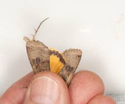 Attēlu rezultāti vaicājumam “Noctua pronuba”