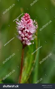 Attēlu rezultāti vaicājumam “Polygonum amphibium flower”