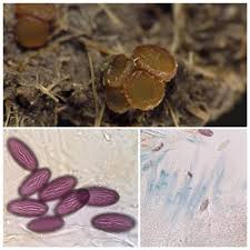 Attēlu rezultāti vaicājumam “Ascobolus furfuraceus”