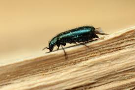 Attēlu rezultāti vaicājumam “Dasytes caeruleus imago”