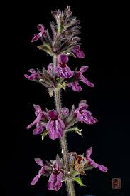 Attēlu rezultāti vaicājumam “Stachys sylvatica”