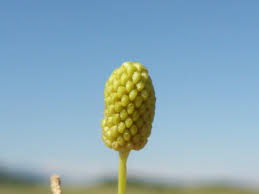 Attēlu rezultāti vaicājumam “Ranunculus sceleratus”