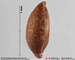 Attēlu rezultāti vaicājumam “Setaria viridis fruit”