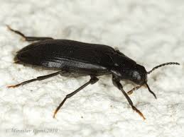 Attēlu rezultāti vaicājumam “Melandrya dubia”