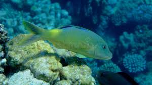 Image result for Parupeneus cyclostomus