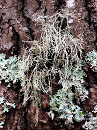 Attēlu rezultāti vaicājumam “Ramalina farinacea”