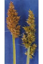 Attēlu rezultāti vaicājumam “Carex loliacea fruit”