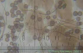 Attēlu rezultāti vaicājumam “Didymium minus”