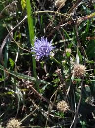 Attēlu rezultāti vaicājumam “Jasione montana leaf”