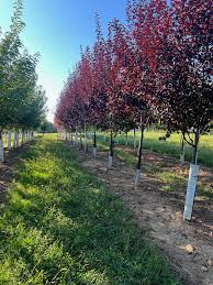 Attēlu rezultāti vaicājumam “Prunus (plum-tree)”