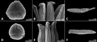 Attēlu rezultāti vaicājumam “Sorbaria sorbifolia fruit”
