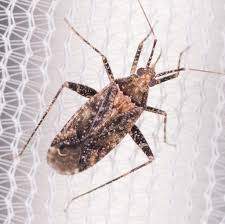 Attēlu rezultāti vaicājumam “Phytocoris sp.”