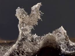 Attēlu rezultāti vaicājumam “Physarum bivalve”