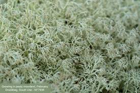 Attēlu rezultāti vaicājumam “Cladonia ciliata”