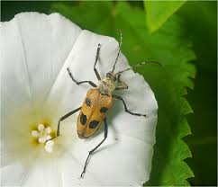 Attēlu rezultāti vaicājumam “Pachyta quadrimaculata”