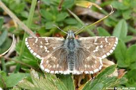 Attēlu rezultāti vaicājumam “Pyrgus alveus underside”