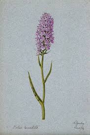 Attēlu rezultāti vaicājumam “Orchis mascula flower”