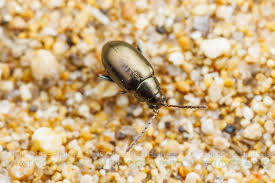 Attēlu rezultāti vaicājumam “Altica sp.”