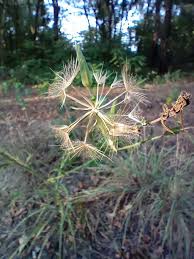 Attēlu rezultāti vaicājumam “Tragopogon heterospermus bud”