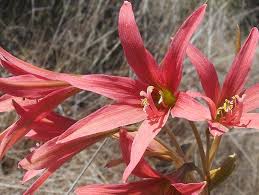 Attēlu rezultāti vaicājumam “Amarillidaceae”