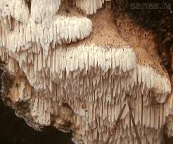 Attēlu rezultāti vaicājumam “Antrodia mellita”