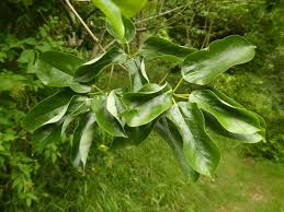 Attēlu rezultāti vaicājumam “Chenopodium acerifolium leaf”