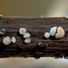 Attēlu rezultāti vaicājumam “Vibrissea decolorans”