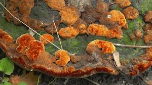 Attēlu rezultāti vaicājumam “Leucogyrophana mollusca”