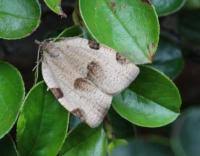 Attēlu rezultāti vaicājumam “Lozotaenia forsterana”