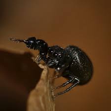 Attēlu rezultāti vaicājumam “Harminius undulatus”