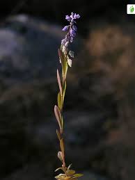Attēlu rezultāti vaicājumam “Polygala amarella leaf”