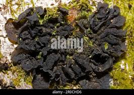 Attēlu rezultāti vaicājumam “Collema”