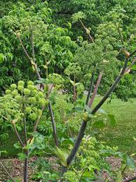 Image result for Angelica archangelica