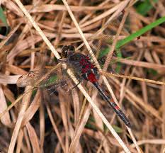 Attēlu rezultāti vaicājumam “Leucorrhinia rubicunda male”