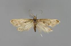 Attēlu rezultāti vaicājumam “Denisia similella”