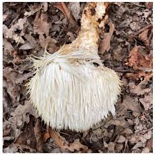 Attēlu rezultāti vaicājumam “Erinaceus sp.”